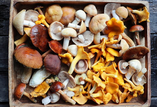 Box of fresh mixed forest mushrooms on wooden table