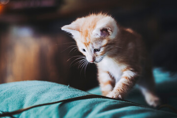 Petit chaton roux en train de jouer avec une ficelle à la maison