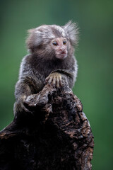 The Common Marmoset (Callithrix jacchus) is a small New World monkey native to forests in Brazil.