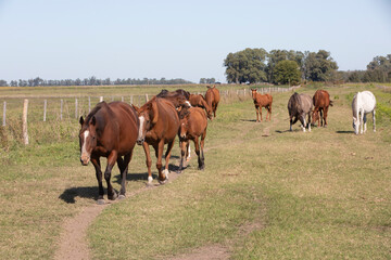 great and amazing horses of argentina