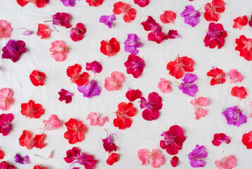 colorful red and pink garden balsam flowers on fabric for eco printing art background.