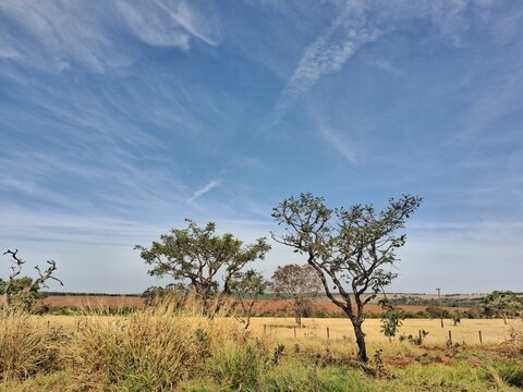 landscape with tree