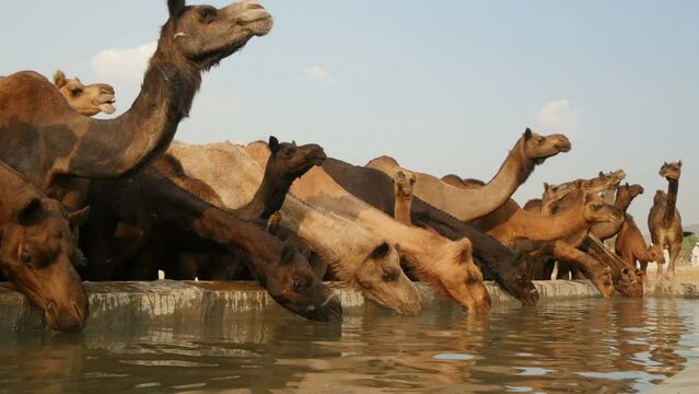 A herd of camels take a drink at a water reservoir, on the grounds of the Pushkar Camel Fair, held yearly in Rajasthan, India