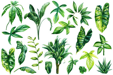 Palm leaves, summer set, watercolor botanical painting. Green plant monstera, ivy, palm, dracaena, haworthia and ficus - obrazy, fototapety, plakaty