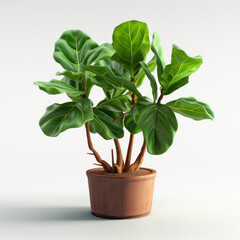 Fototapeta premium Fiddle Leaf Fig (Ficus lyrata) Studio Shot Isolated on Clear Background, Generative AI