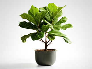 Fiddle Leaf Fig (Ficus lyrata)  Studio Shot Isolated on Clear Background, Generative AI