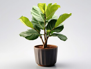 Fototapeta premium Fiddle Leaf Fig (Ficus lyrata) Studio Shot Isolated on Clear Background, Generative AI