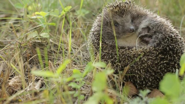 Cute small hedgehog (Scientific name: Erinaceus Europaeus) is sleeping in grass. Sleeping curled up in a ball hedgehog outdoors. Close-up.