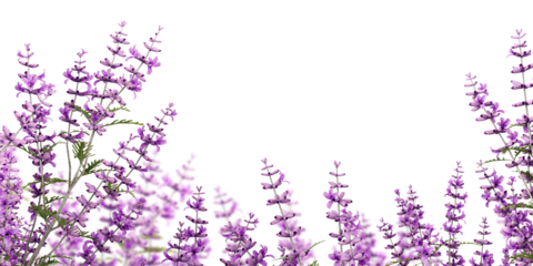 Lavender flowers isolated on white