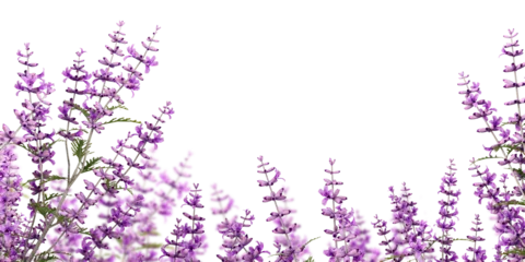 Foto auf Acrylglas Lavender flowers isolated on white © D85studio
