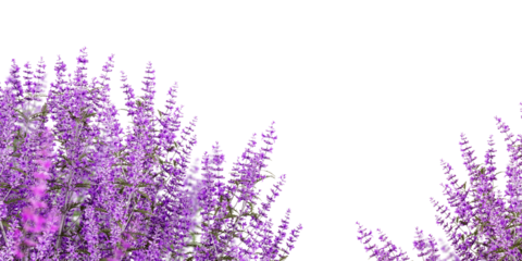 Lavender flowers isolated on white background