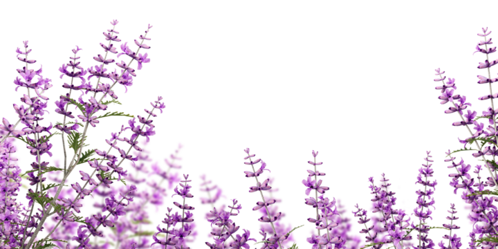 Lavender flowers isolated on white