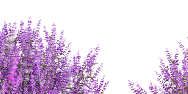 Lavender flowers isolated on white background