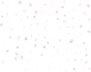 Realistic pink cherry petals.