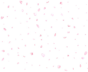 Fototapeta na wymiar Realistic pink cherry petals.