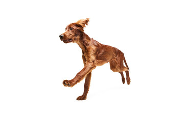 Adorable, purebred active dog, Irish red setter in motion, running isolated on white background....