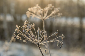 Obraz premium Frost on the plants in a sunset light. Shallow depth of field.