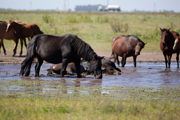 great and amazing horses of argentina