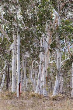 Australian bushland with scribbly gum trees