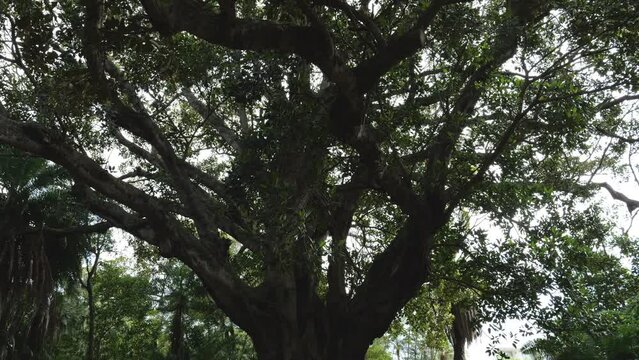 Majestic shot of Ficus macrophylla tree in Botanical Garden, Ponta Delgada