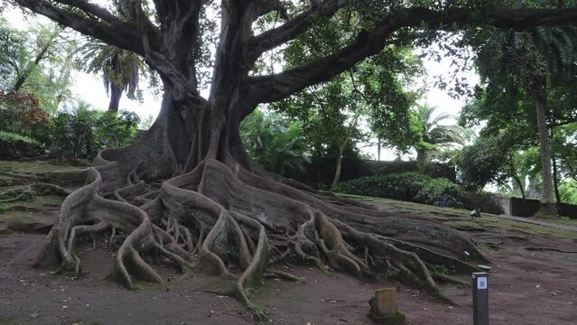 Antonio Borges Botanical Garden in Ponta Delgada, with Australian banyan tree