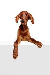 Funny, curious, adorable purebred dog, Irish red setter looking with interest isolated on white...