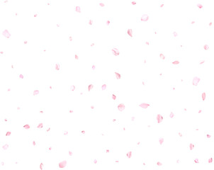 Realistic pink sakura petals.