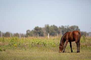 Amazing and great horses of argentina
