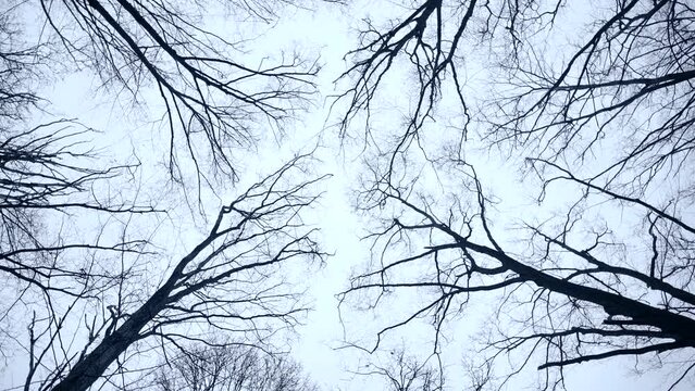 bottom view bare of leafless branches	