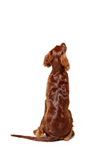 Back view of beautiful, calm, purebred dog, Irish red setter sitting and looking isolated on white...