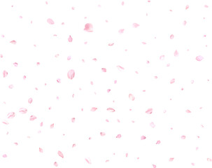 Realistic sakura or cherry petals.