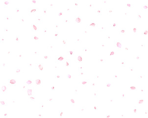 Pink sakura petals.