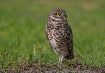 a little owl that is standing on top of a field