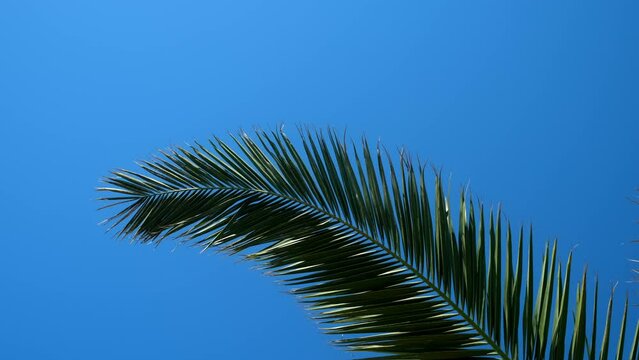 Nature background with green huge palm tree leaf on clear blue sky in sunny day. Tropical plant with leaves sway in wind. Travel, tourism, advertisement banner, tropic lifestyle, rest relax concept.
