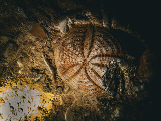 Fossil sea biscuit embedded underwater in the flooded underground cavern at Devil's Den, Williston Florida