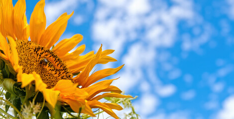 Sunflower on bright summer day - 667661729
