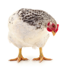 white hen isolated.