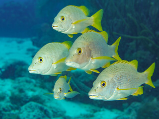 Grunzer am Riff von Bonaire