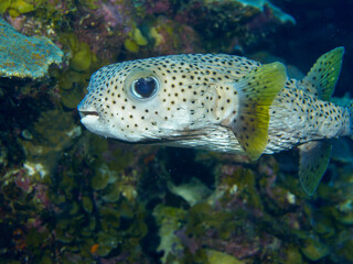 Igelfisch am Riff von Bonaire