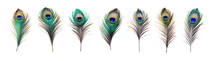 Foto op Plexiglas Set of beautiful peacock feather isolated on white background © MadMouse