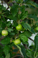 Green apple fruits on tree branches