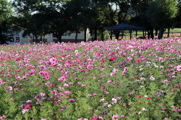 長崎のあぐりの丘のコスモス07