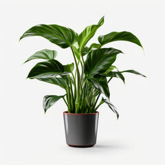 Philodendron Studio Shot Isolated on Clear Background, Generative AI