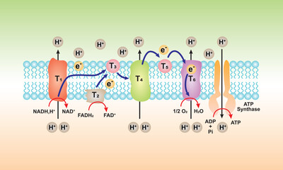 Electron Transport and Oxidative Phosphorylation Scientific Design. Vector Illustration. - obrazy, fototapety, plakaty