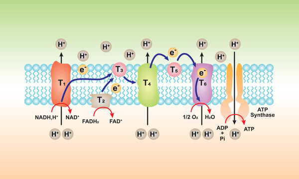 Electron Transport and Oxidative Phosphorylation Scientific Design. Vector Illustration.