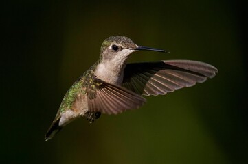 a hummingbird flying in the air with its wings spread open