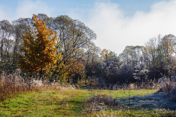 deciduous trees in hoarfrost and fog. mountainous countryside landscape on a sunny morning in autumn