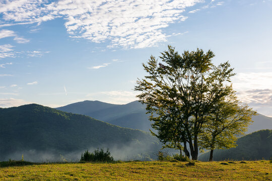 trees on the grassy meadow in evening light. back-lit mountainous countryside landscape on a sunny autumn afternoon. clouds on the blue sky above the distant ridge