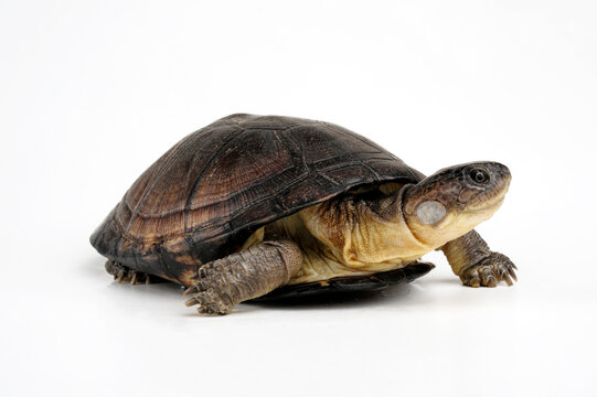 Westafrikanische Klappbrust-Pelomedusenschildkr&ouml;te // West African mud turtle (Pelusios castaneus)