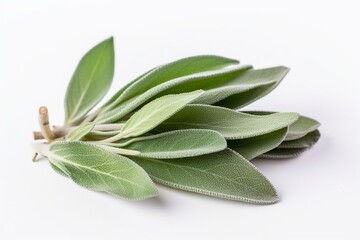 Isolation of organic sage leaves, fresh and green. Generative AI